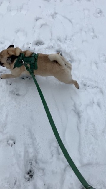 Hanky’s First Adventure